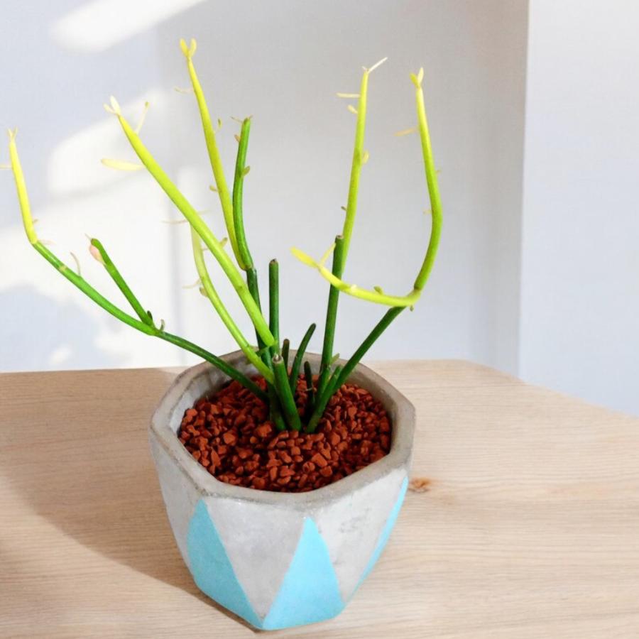 観葉植物 ミルクブッシュ Milk bush 3号ポット ハイドロカルチャー