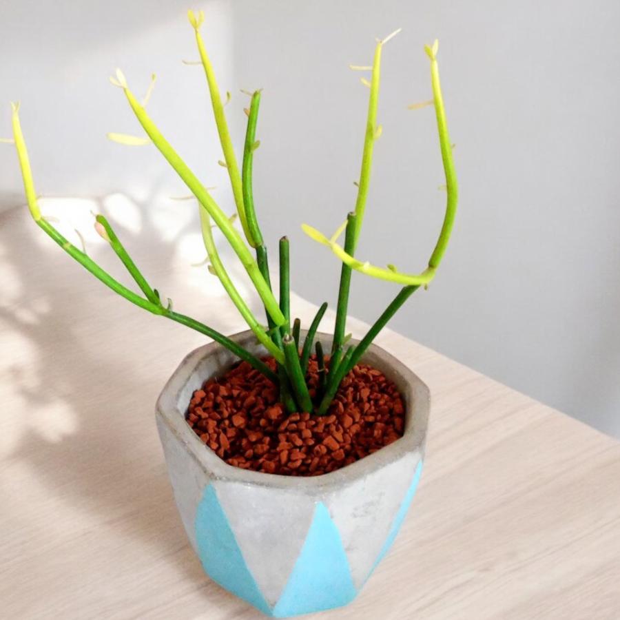 観葉植物 ミルクブッシュ Milk bush 3号ポット ハイドロカルチャー