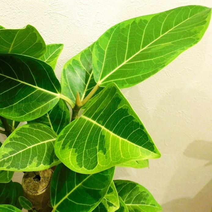 アルテシマ　7号　観葉植物　ゴムノキ 現品］7番 フィカスアルテシマ 8号 観葉植物 室内 大型 ストレート