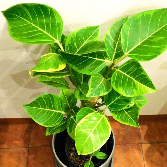 観葉植物 ゴムの木 フィカス アルテーシマ 7号 : PLANQUOR - 通販