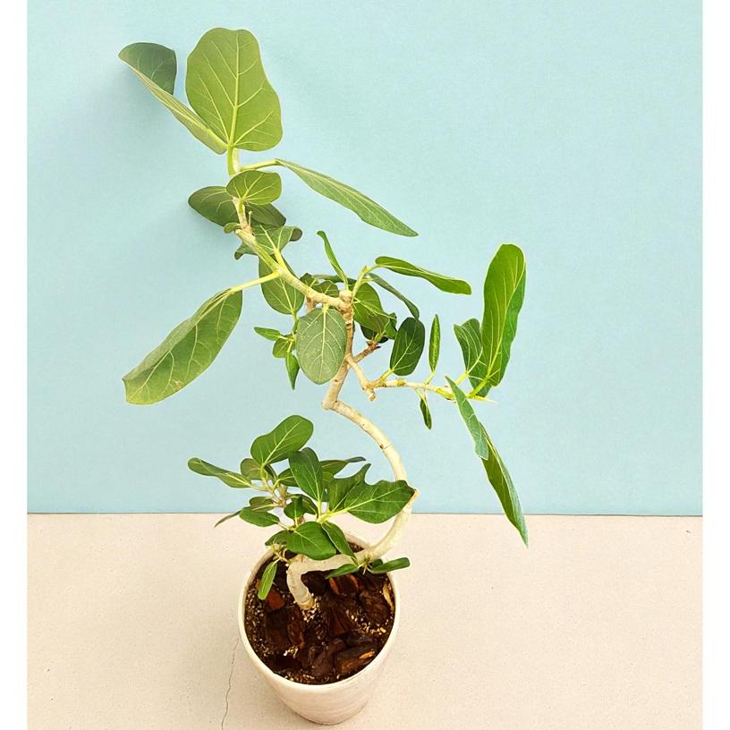 観葉植物 フィカス ベンガレンシス 7号 大型 ゴムの木 室内 おしゃれ