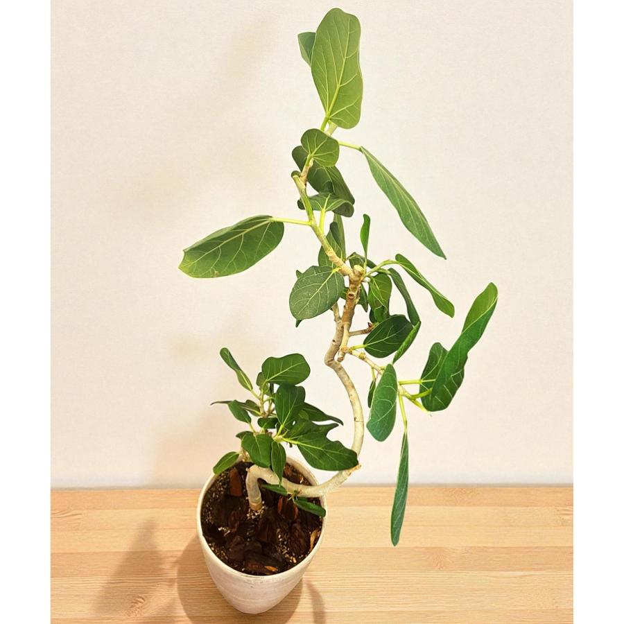 観葉植物 フィカス ベンガレンシス 7号 大型 ゴムの木 室内 おしゃれ