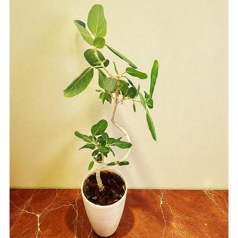 観葉植物 フィカス ベンガレンシス 7号 大型 ゴムの木 室内 おしゃれ