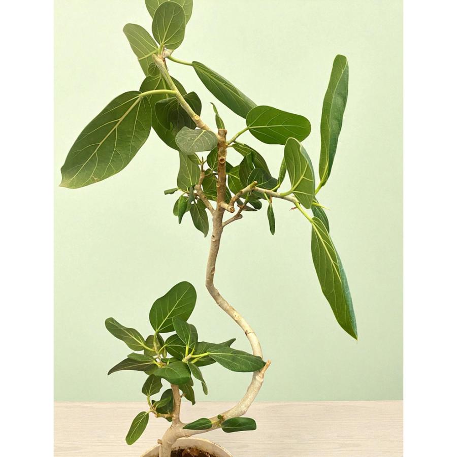 観葉植物 フィカス ベンガレンシス 7号 大型 ゴムの木 室内 おしゃれ