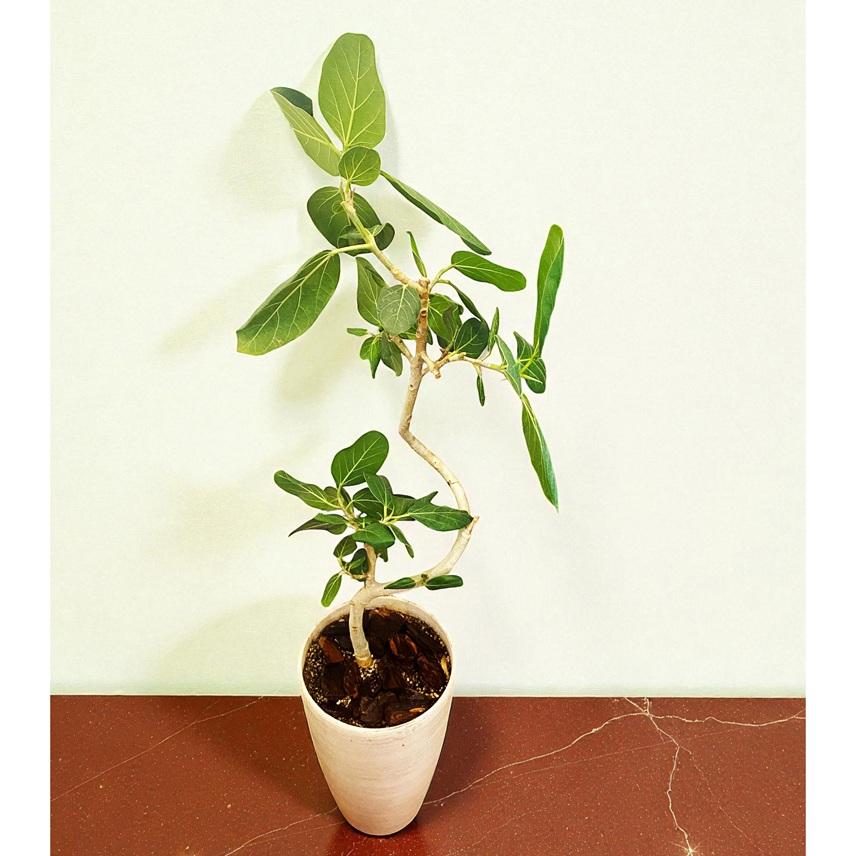 観葉植物 フィカス ベンガレンシス 7号 大型 ゴムの木 室内 おしゃれ