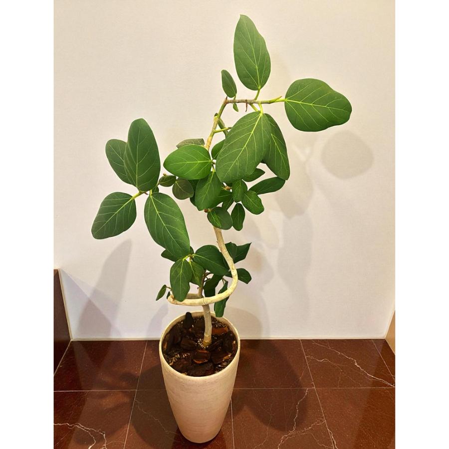 フィカス ベンガレンシス ゴムの木 観葉植物 おしゃれ 美品 限定 観葉植物 フィカス ベンガレンシス 7号 大型 ゴムの木 室内 おしゃれ