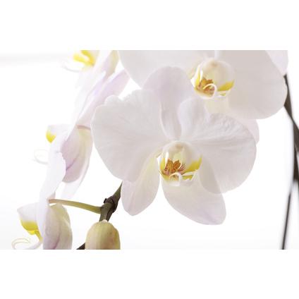 供花 / お悔やみ / 法事  白色の胡蝶蘭 White Phalaenopsisの画像
