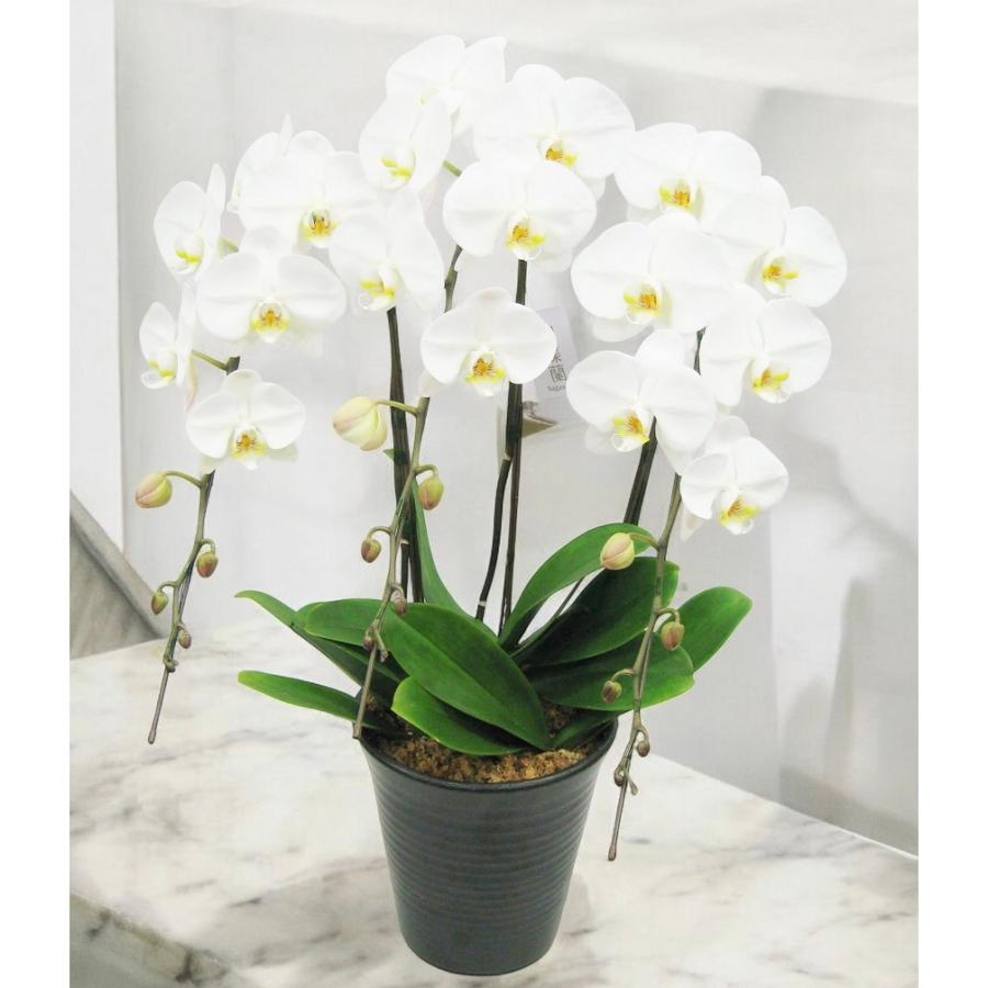 供花 / お悔やみ / 法事  白色の胡蝶蘭 White Phalaenopsisの画像