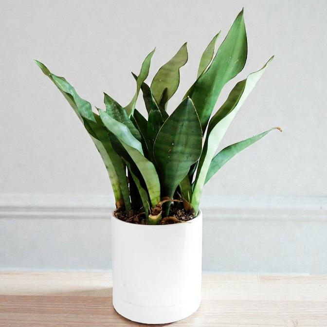 観葉植物 サンスベリア ムーンシャイン 5号鉢 ホワイト陶器鉢
