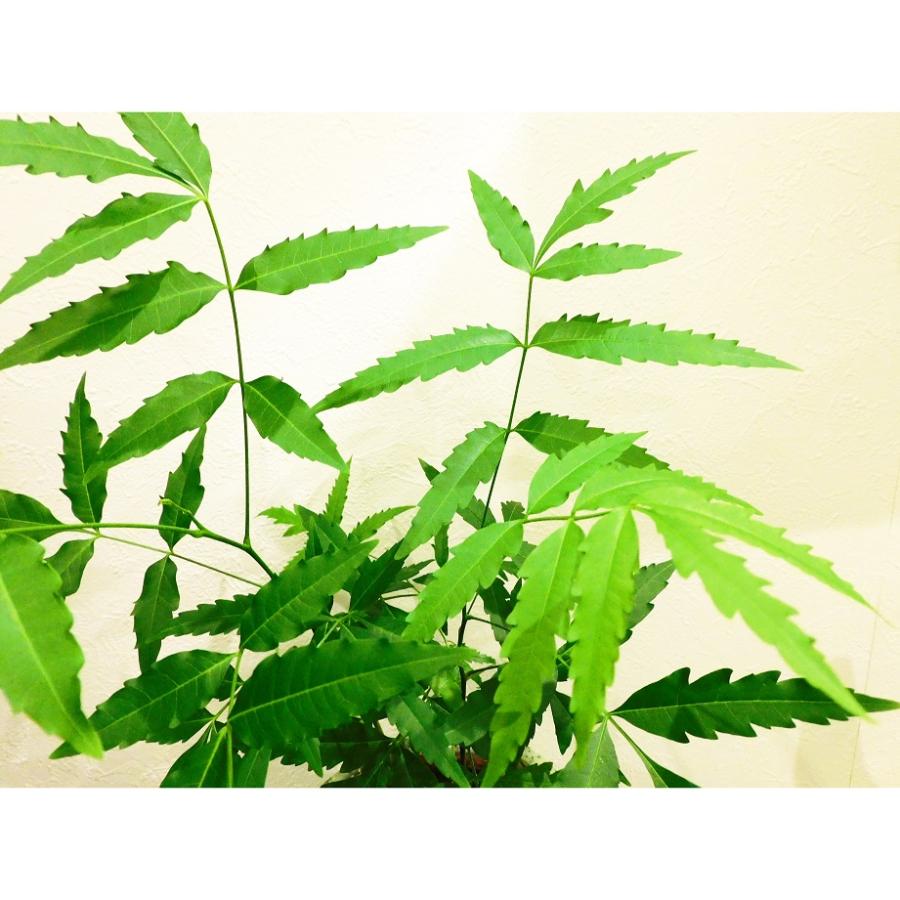観葉植物 害虫予防におすすめ ニーム インドセンダン :sunsuberia2:PLANQUOR - 通販 - Yahoo!ショッピング