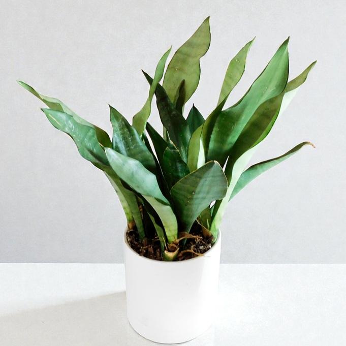 観葉植物 サンスベリア ムーンシャイン 5号鉢 ホワイト陶器鉢