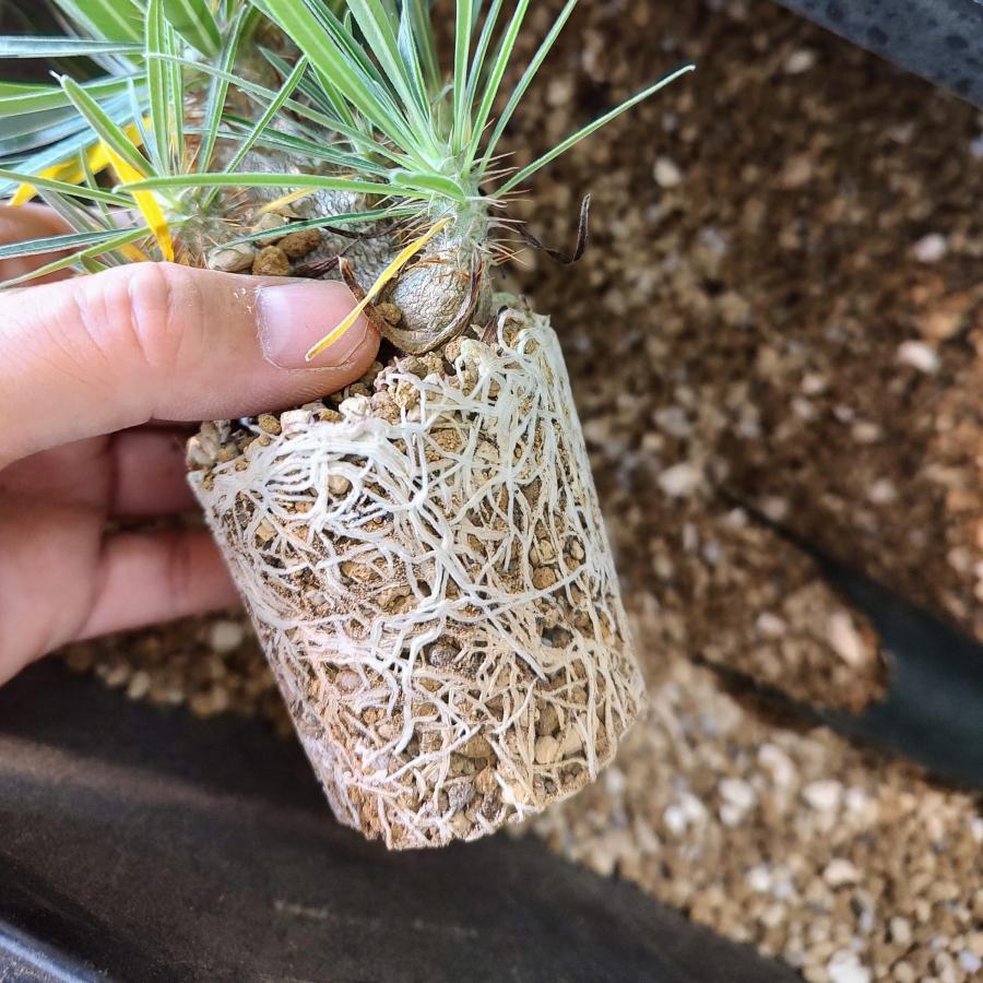 塊根植物用の土(ベストミックス) 2L 当園使用 パキポディウム 塊根植物用の土(ベストミックス) 2L 当園使用 パキポディウム