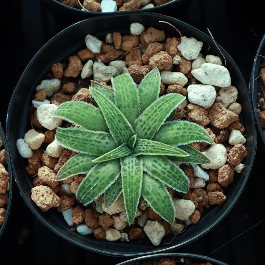 ブルビネ bulbine vitrea 親株 植物】鉢植 ブルビネ・ハオルチオイデス【】 Bulbine haworthioides