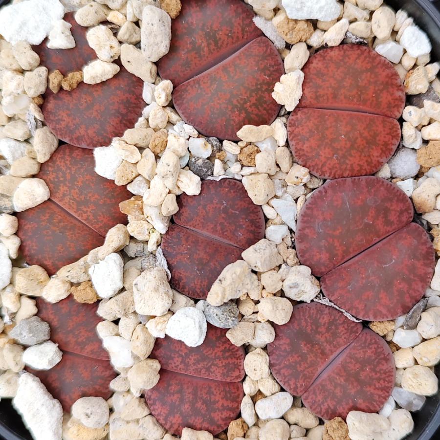植物】抜き苗 リトープス・フレッドレッドヘッド 1個（鉢すべてでは