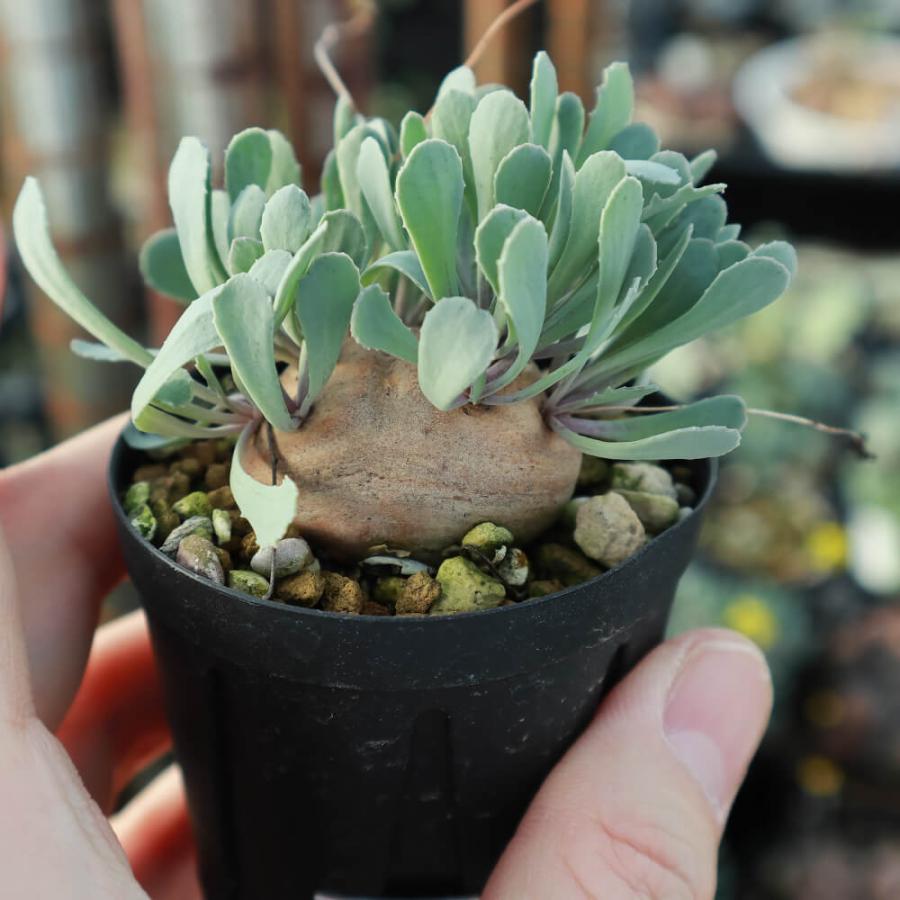 植物】鉢植 オトンナ・カカリオイデス 現地株 発根済み【希少