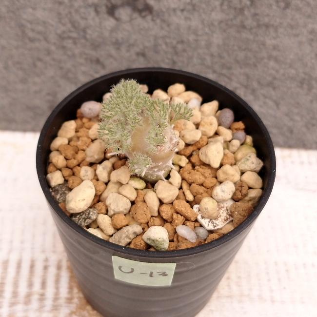 現品限り】サルコカウロン・ペニクリナム u13 202109 モンソニア