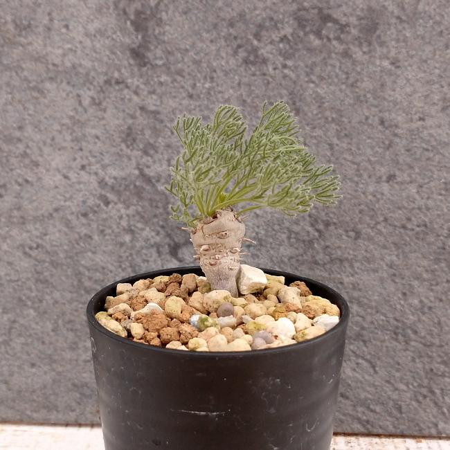 現品限り】サルコカウロン・ペニクリナム u22 202109 モンソニア