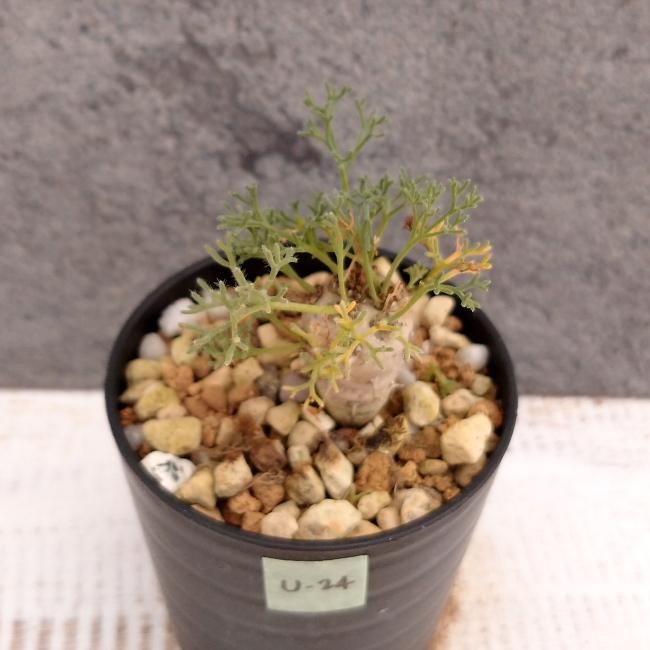 現品限り】サルコカウロン・ペニクリナム u24 202109 モンソニア