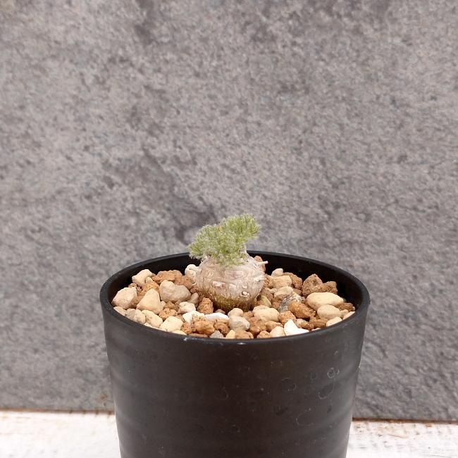 ★最終価格★ 【現品限り】サルコカウロン・ペニクリナム u30 202109 モンソニア 【2597857713】(15000円)