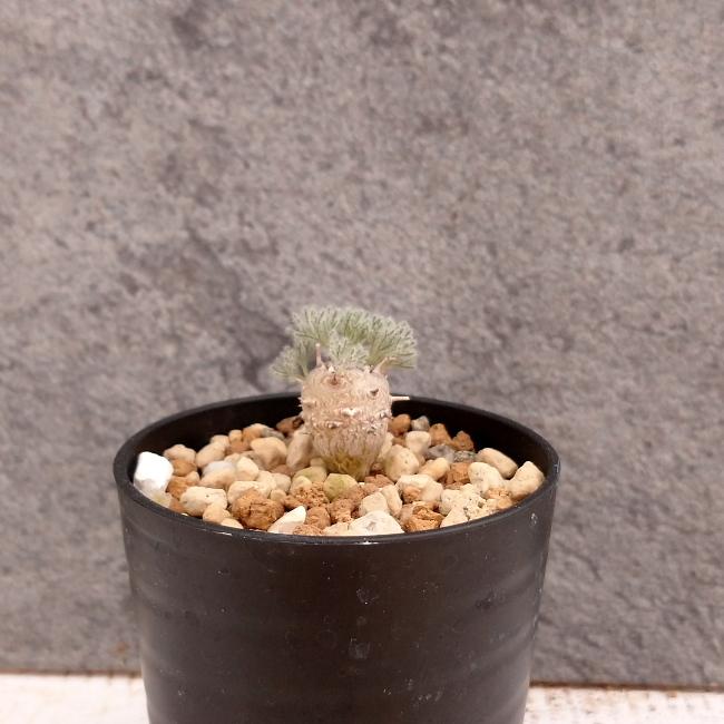 サウコカウロン　ペニクリナム　大株 Yahoo!オークション - 大株極上親株多肉植物サルコカウロン ペニクリナ