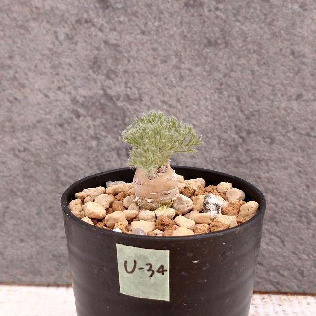 現品限り】サルコカウロン・ペニクリナム u34 202109 モンソニア