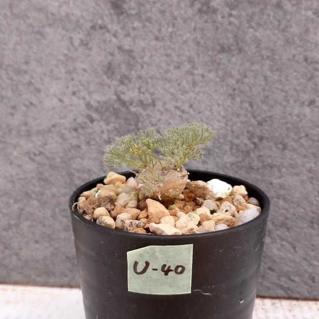 現品限り】サルコカウロン・ペニクリナム u40 202109 モンソニア