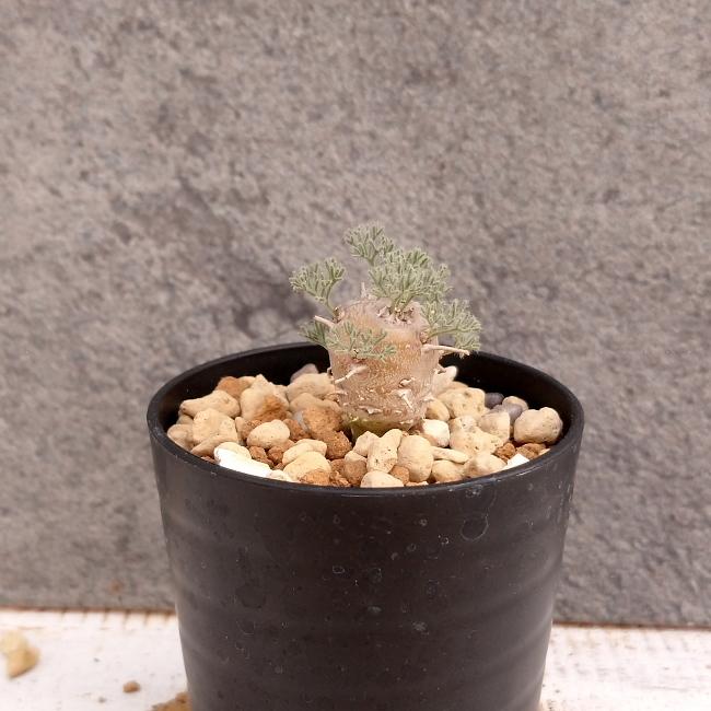 現品限り】サルコカウロン・ペニクリナム u4 202109 モンソニア