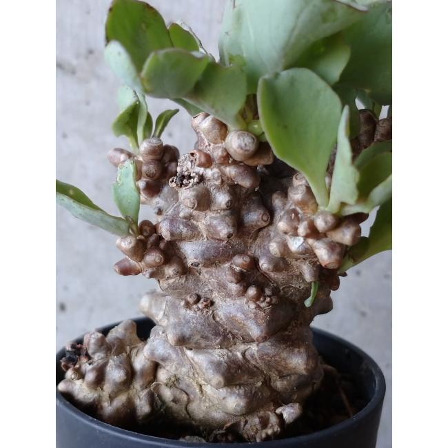 現品限り】オトンナ・ヘレー C118 202111 塊根植物 Othonna