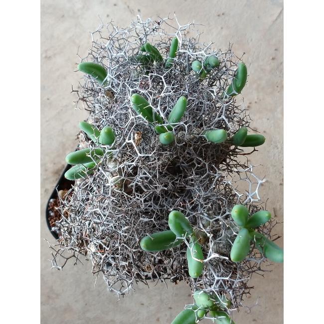 現品限り】チレコドン 万物想 d111 202111 塊根植物 Tylecodon