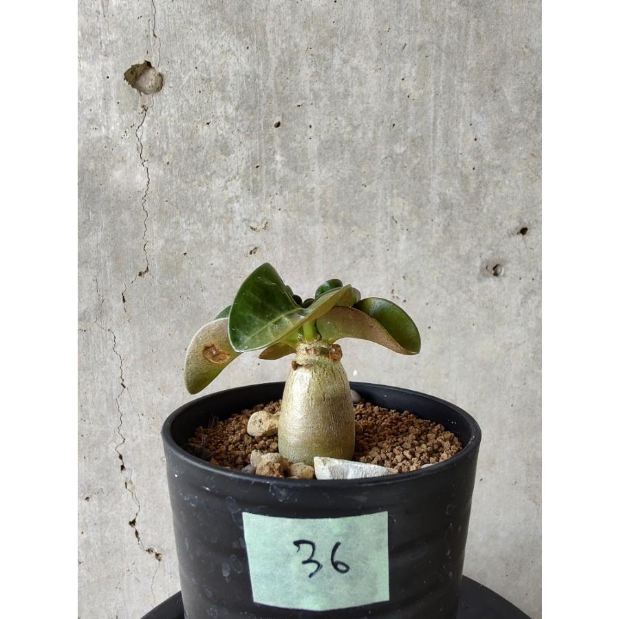 植物】アデニウム・アラビカム葉巻【A36】 Adenium arabicum