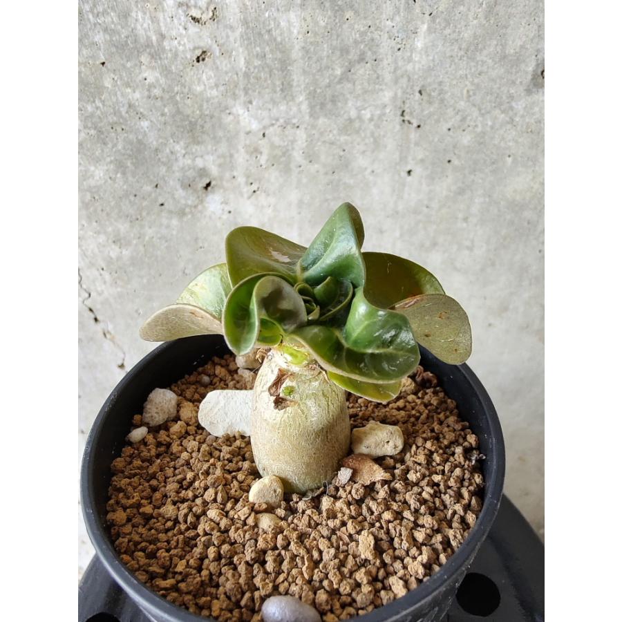 植物】アデニウム・アラビカム葉巻【A36】 Adenium arabicum