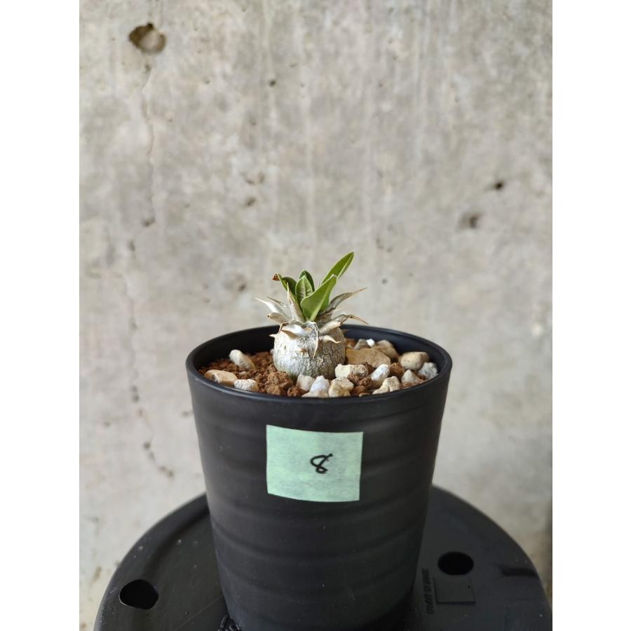 植物】パキポディウム・恵比寿笑い 白花【A8】 Pachypodium brevicaule