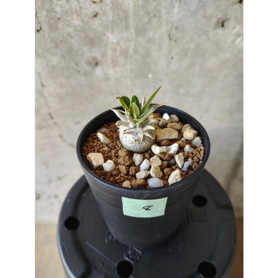 植物】パキポディウム・恵比寿笑い 白花【A8】 Pachypodium brevicaule