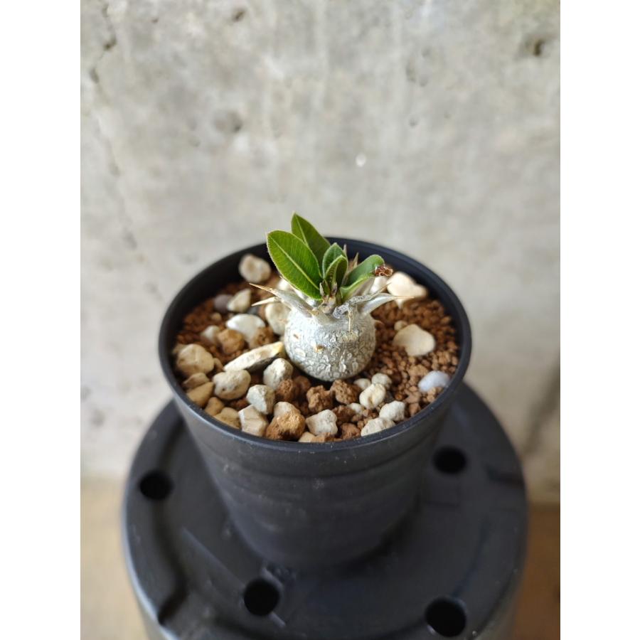 植物】パキポディウム・恵比寿笑い 白花【A8】 Pachypodium brevicaule