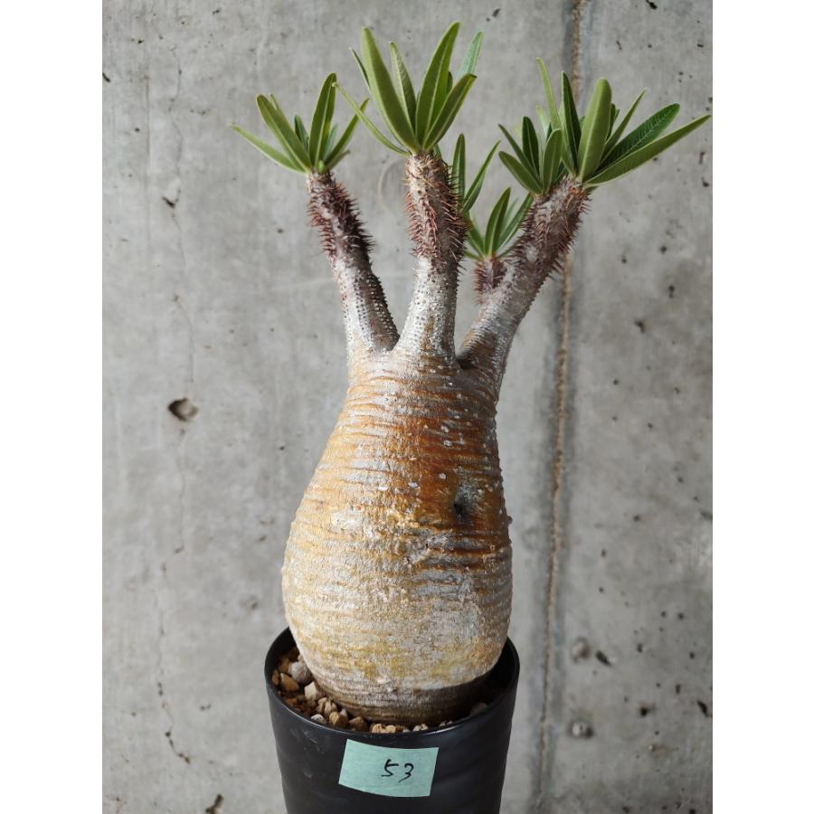 植物】パキポディウム・グラキリス 現地株発根済み【A53】 Pachypodium