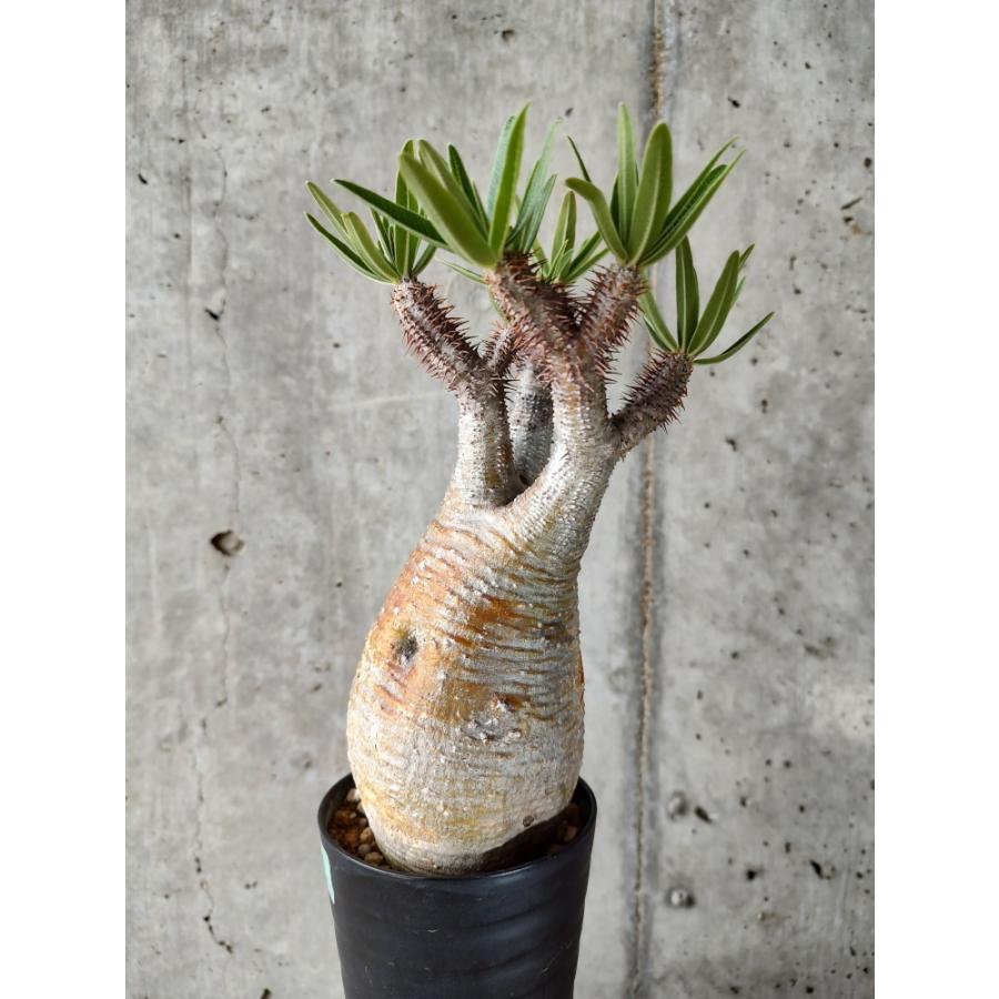 植物】パキポディウム・グラキリス 現地株発根済み【A53】 Pachypodium