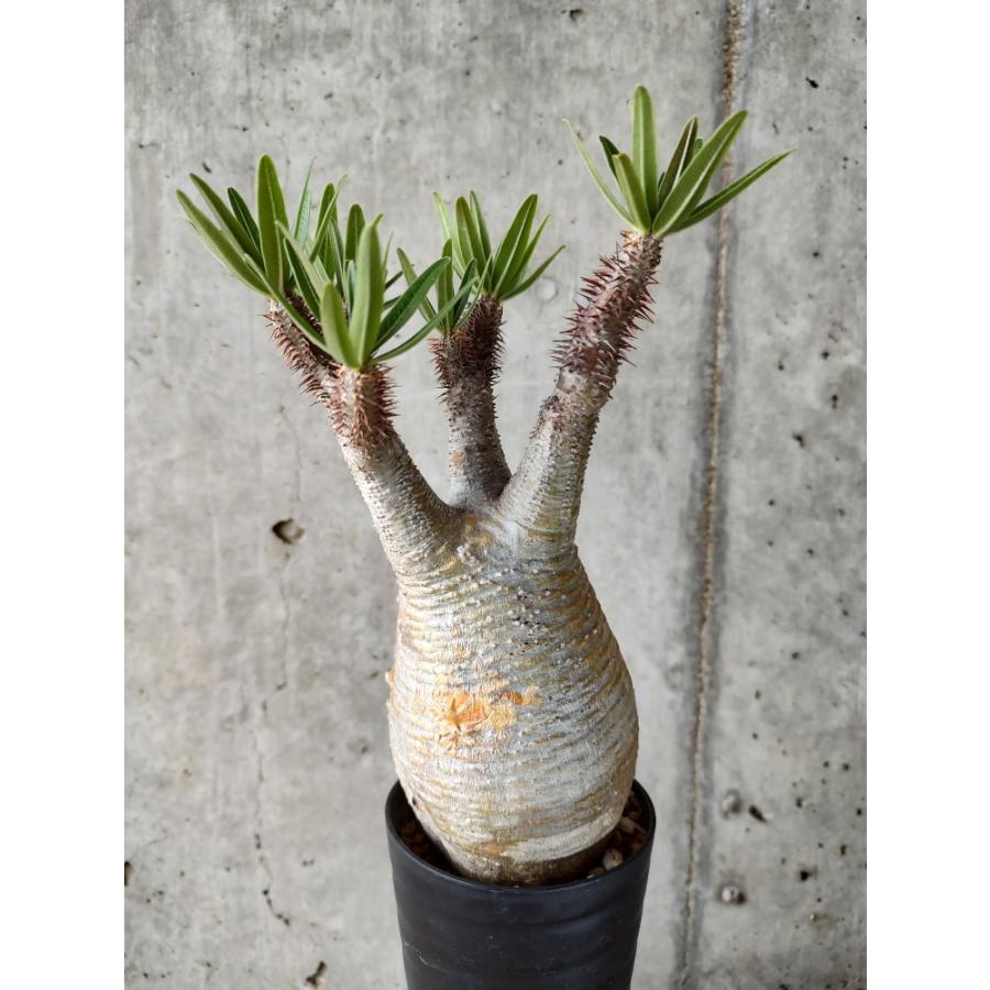 植物】パキポディウム・グラキリス 現地株発根済み【A53】 Pachypodium