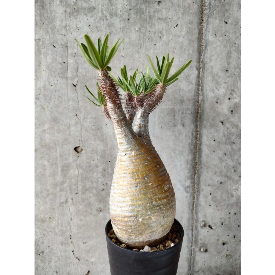 植物】パキポディウム・グラキリス 現地株発根済み【A53】 Pachypodium