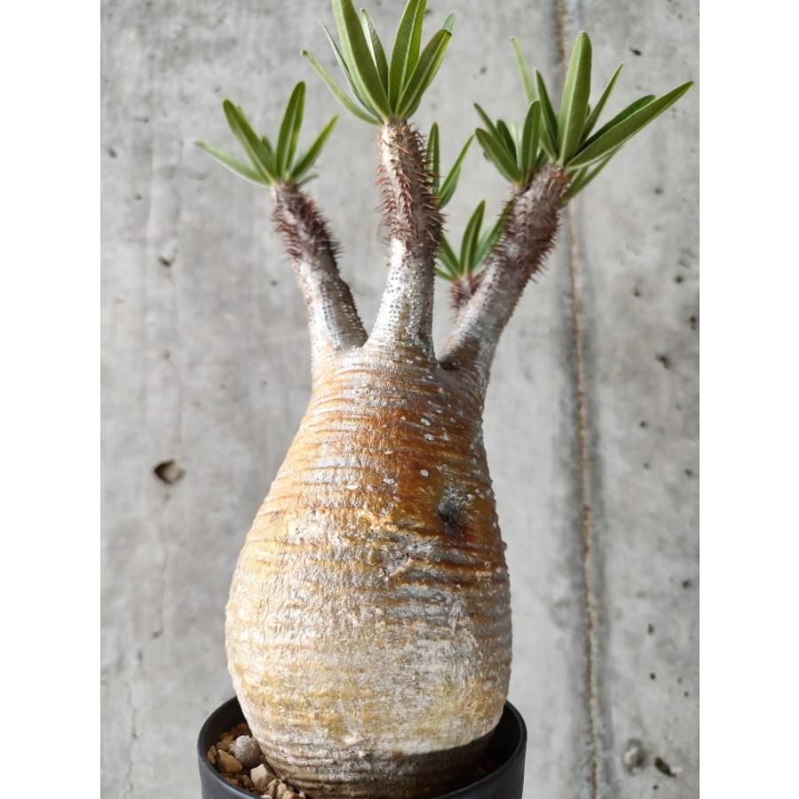 植物】パキポディウム・グラキリス 現地株発根済み【A53】 Pachypodium