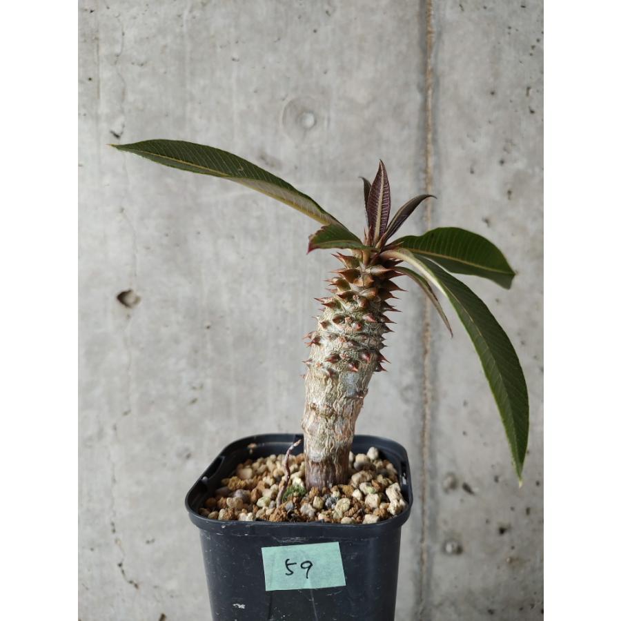 植物】パキポディウム・バロニー【A59】 Pachypodium baronii