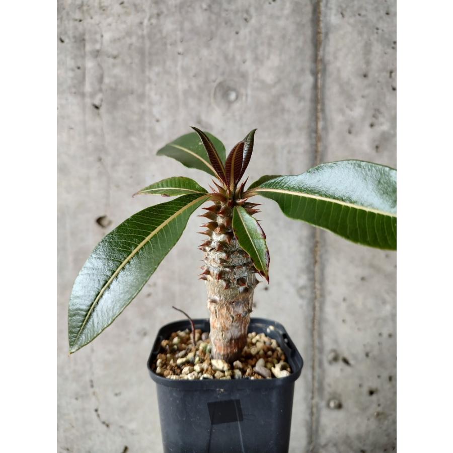 植物】パキポディウム・バロニー【A59】 Pachypodium baronii