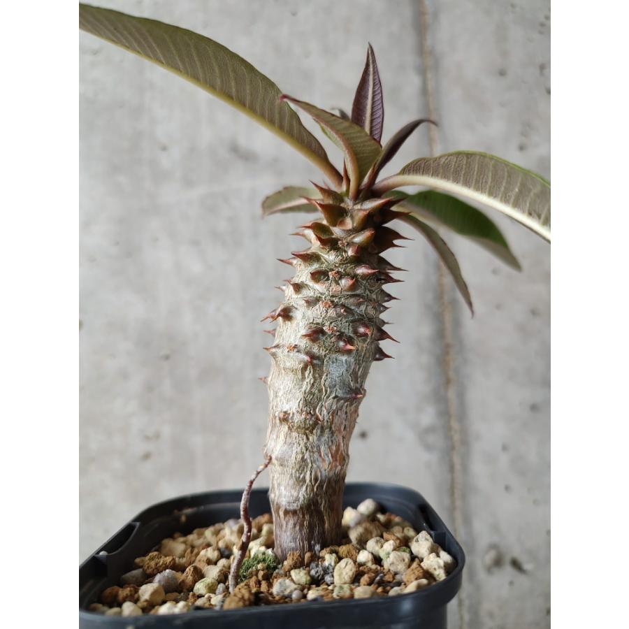 植物】パキポディウム・バロニー【A59】 Pachypodium baronii