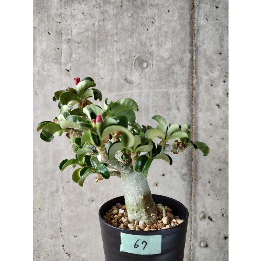 植物 アデニウム Dha 葉巻 花あり A67 Adenium Dha Plants2622a67 プラント ブラザーズ 通販 Yahoo ショッピング