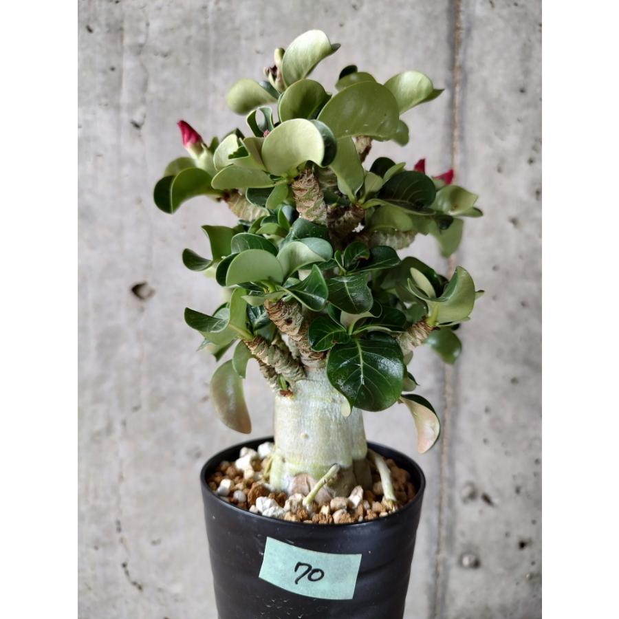 植物 アデニウム Dha 葉巻 花あり 0 Adenium Dha Plants2622a70 プラント ブラザーズ 通販 Yahoo ショッピング