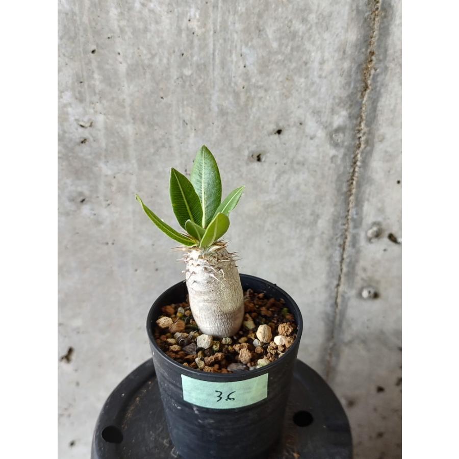 植物】パキポディウム・ホロンベンセ【B36】 Pachypodium horombense