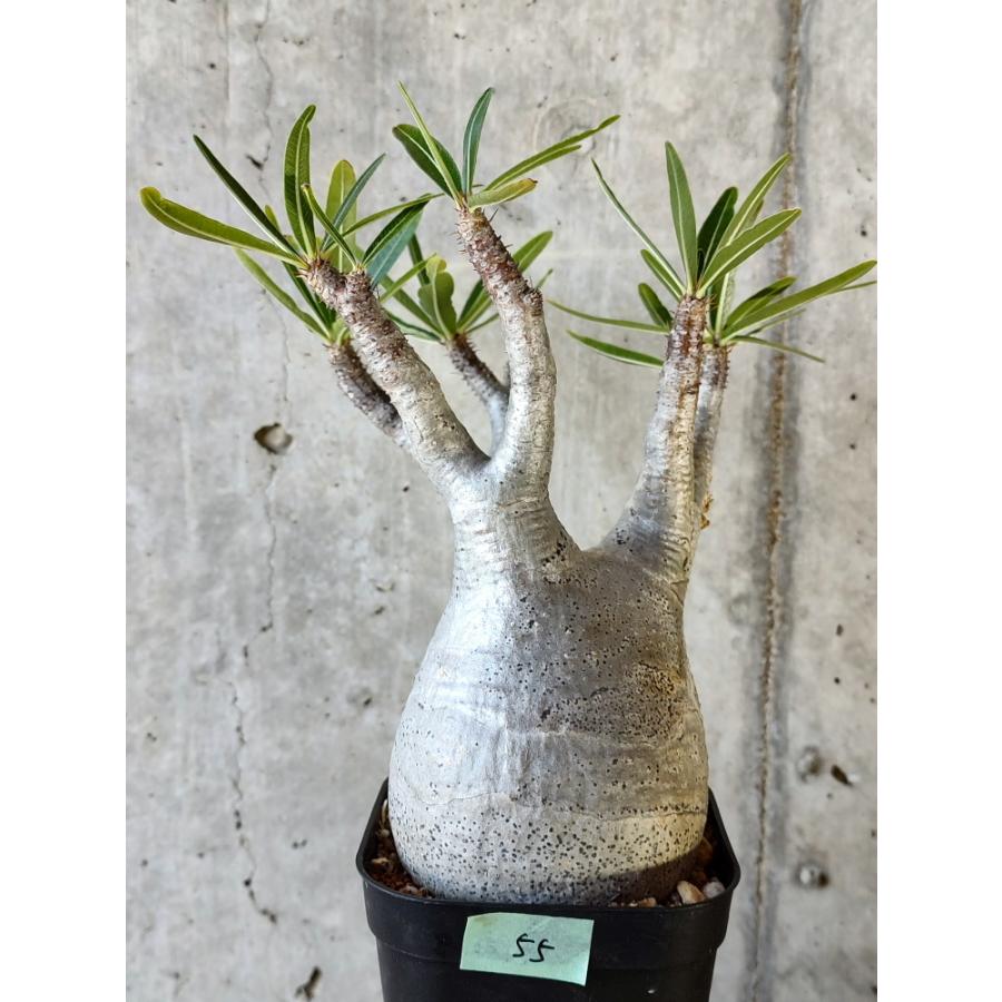 Pachypodium graciliusパキポディウムグラキリス 現地球発根済 植物】パキポディウム・グラキリス 現地株発根済み【B55】 Pachypodium