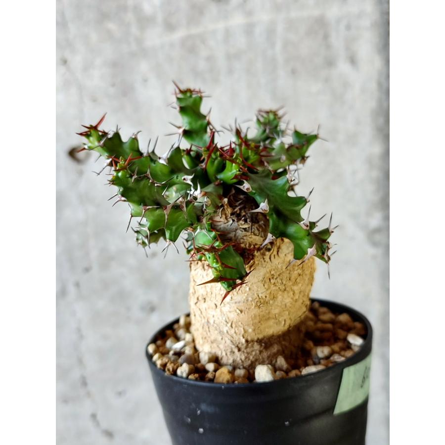 植物】ユーフォルビア・スクアローサ 奇怪ヶ島 発根済み【B60