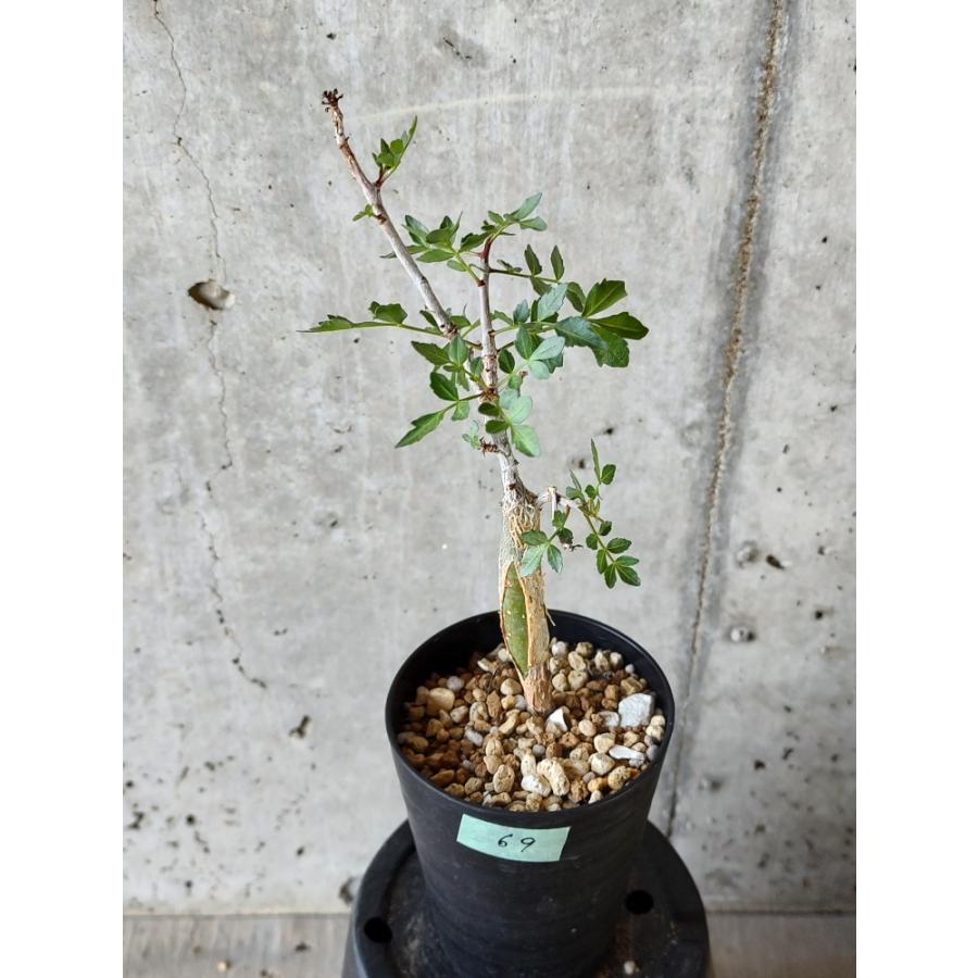 植物】ブルセラ・ファガロイデス【B69】 Bursera fagaroides