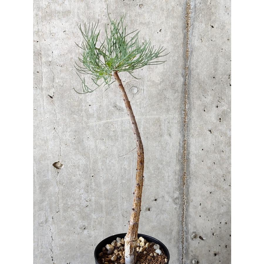 植物】コミフォラ・クラウセリアーナ【B70】 Commiphora kraeuseliana