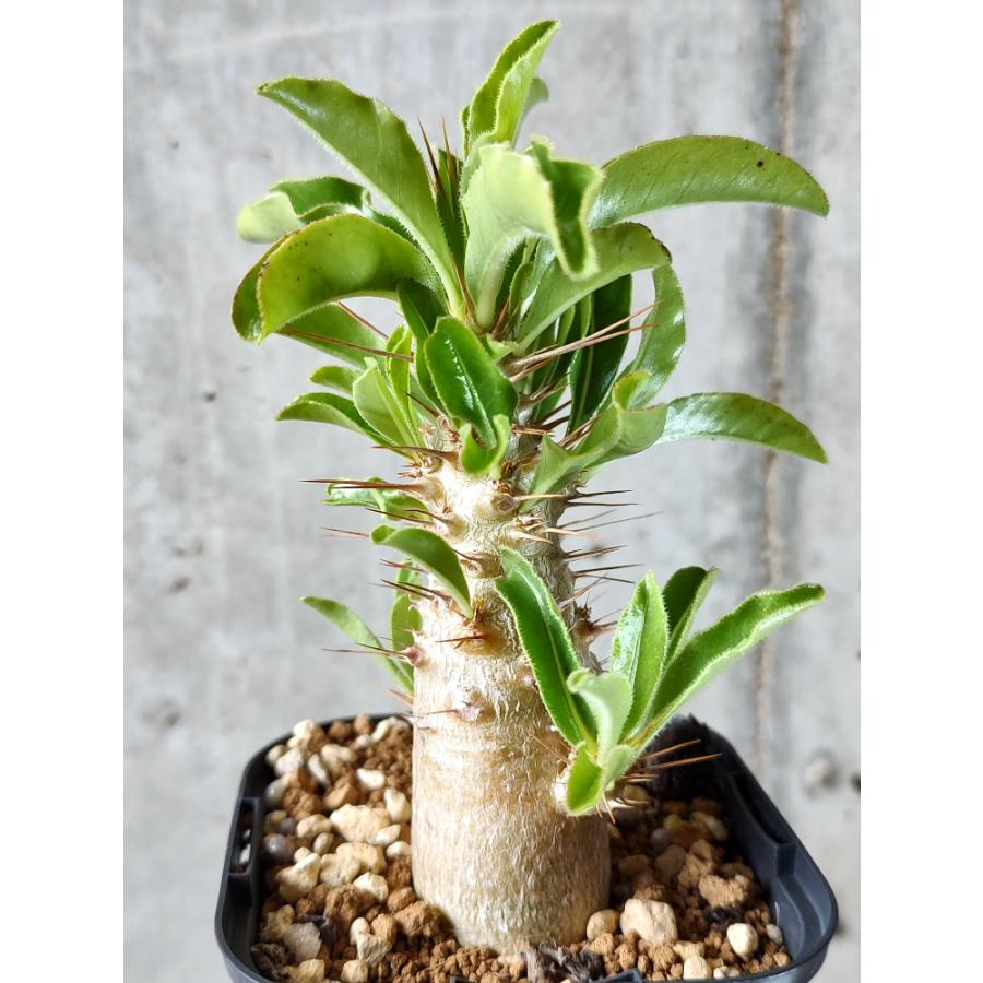 植物】パキポディウム・サウンデルシー 白馬城【D18 植物】パキポディウム・サウンデルシー 白馬城【D18